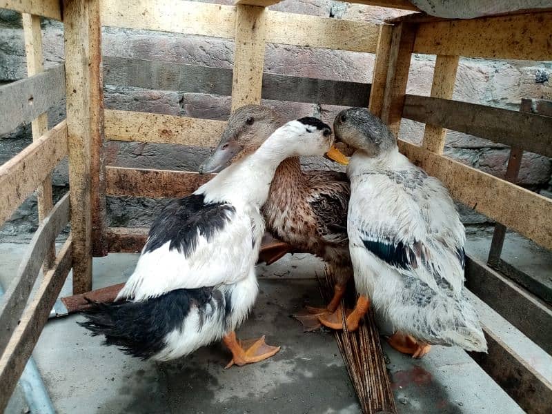 kurak murgi, murga also available and duck for sale 3