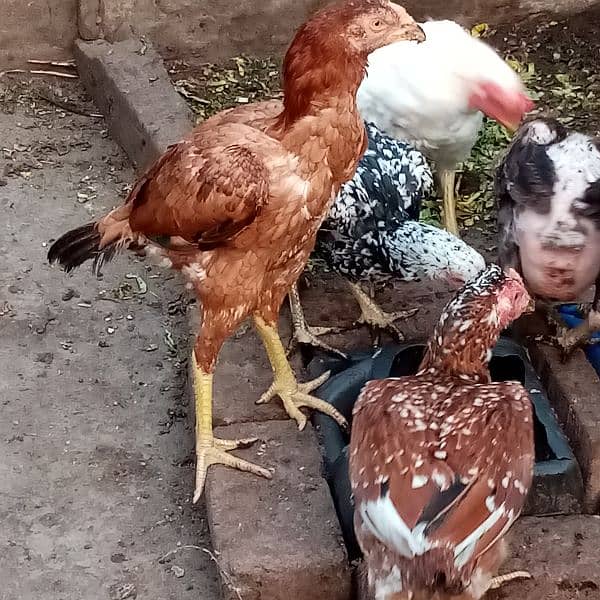 kurak murgi, murga also available and duck for sale 6