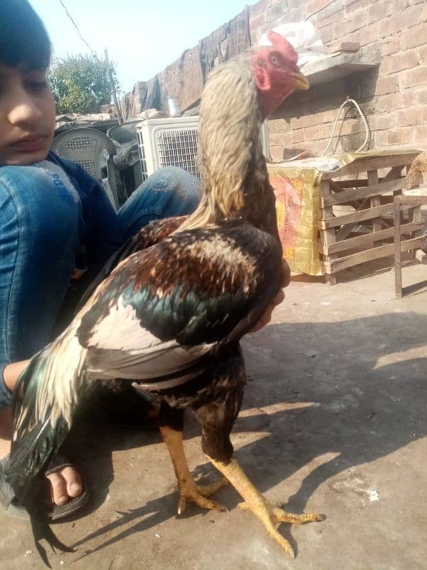 kurak murgi, murga also available and duck for sale 8