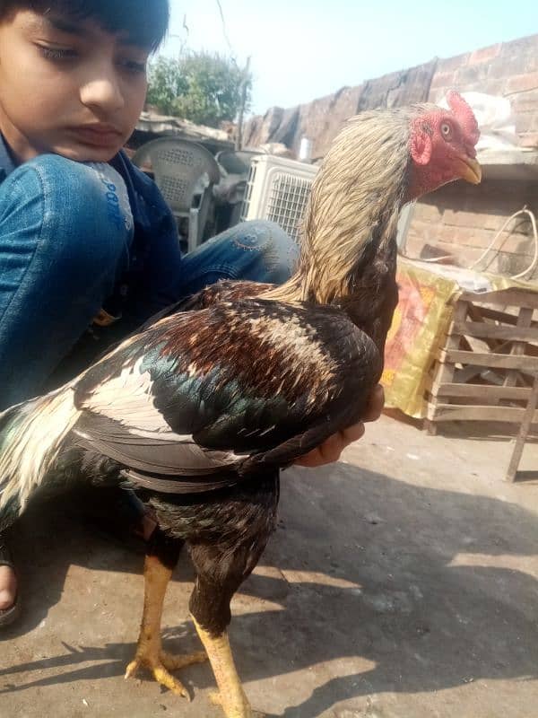 kurak murgi, murga also available and duck for sale 9