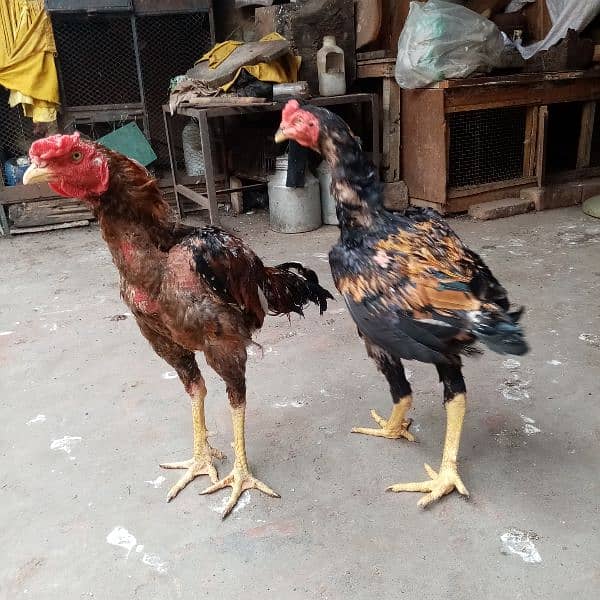 kurak murgi, murga also available and duck for sale 10