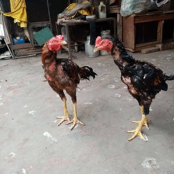 kurak murgi, murga also available and duck for sale 11