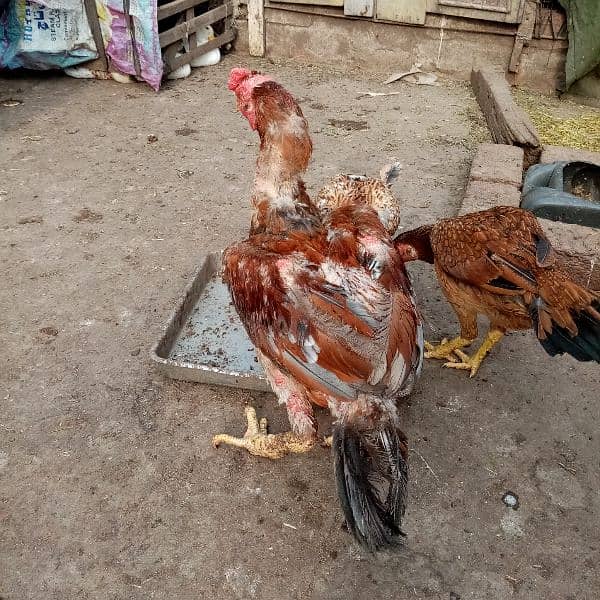 kurak murgi, murga also available and duck for sale 12