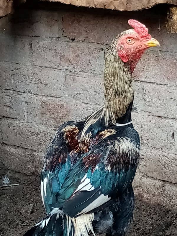 kurak murgi, murga also available and duck for sale 14