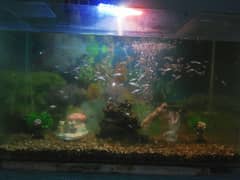 31 Inch Aquarium for Sale