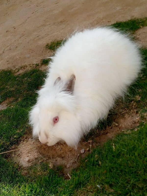 angora rabbit for sale 0