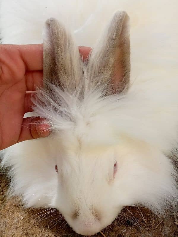 angora rabbit for sale 1