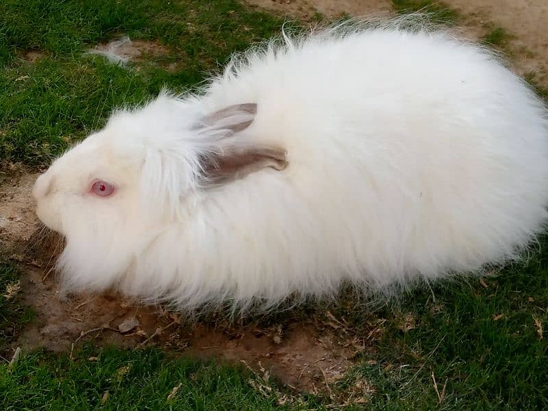 angora rabbit for sale 2