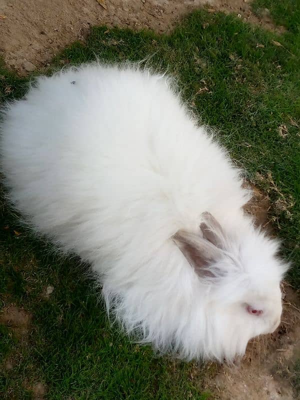 angora rabbit for sale 3