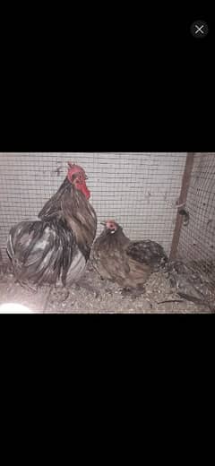 2 chiks of mini blue bantom age 1 month & 4 fancy egg for urgent sale