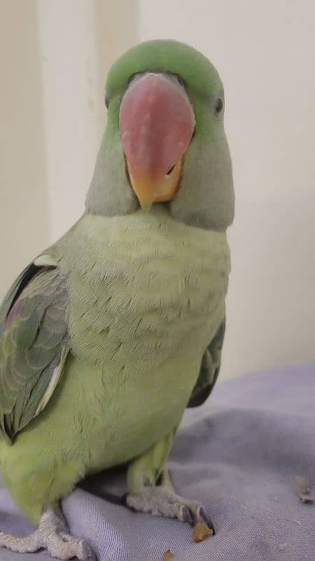 10 month old jumbo size raw parrot [03442408563] 0