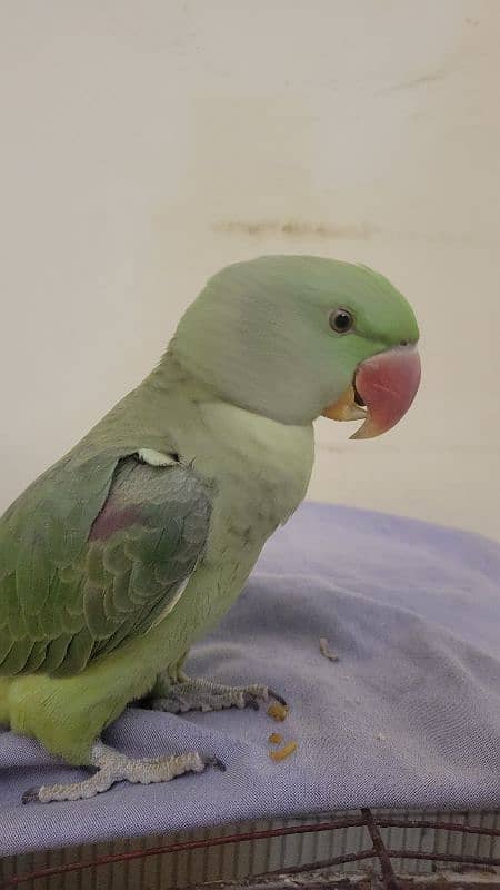 10 month old jumbo size raw parrot [03442408563] 1