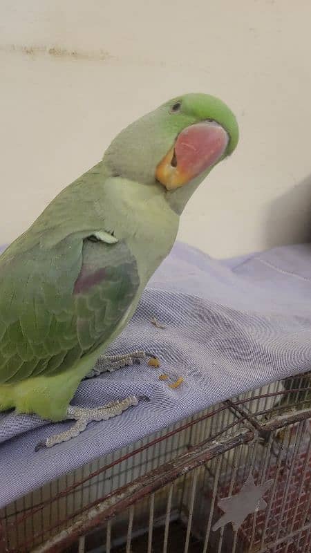 10 month old jumbo size raw parrot [03442408563] 4