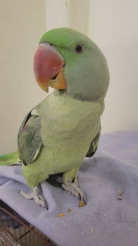 10 month old jumbo size raw parrot [03442408563] 5