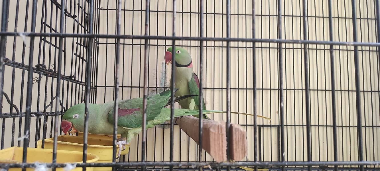 Alexandrine Raw Parrot 1