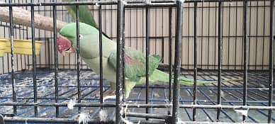 Alexandrine Raw Parrot 2