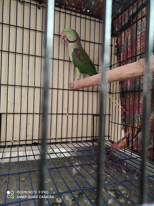 Alexandrine Raw Parrot 3