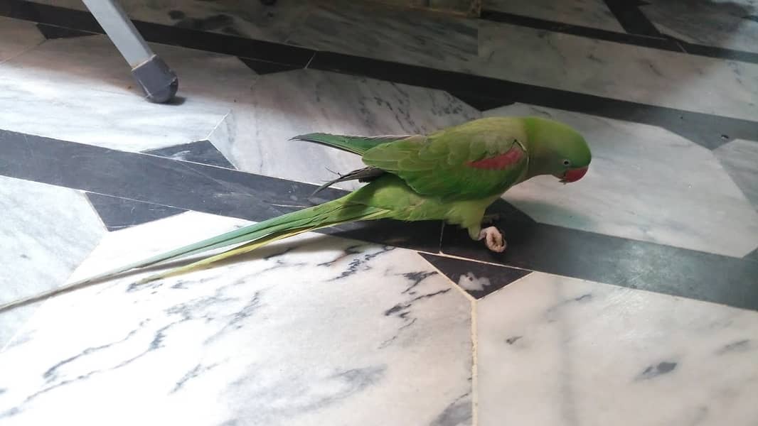 Alexandrine Raw Parrot 4