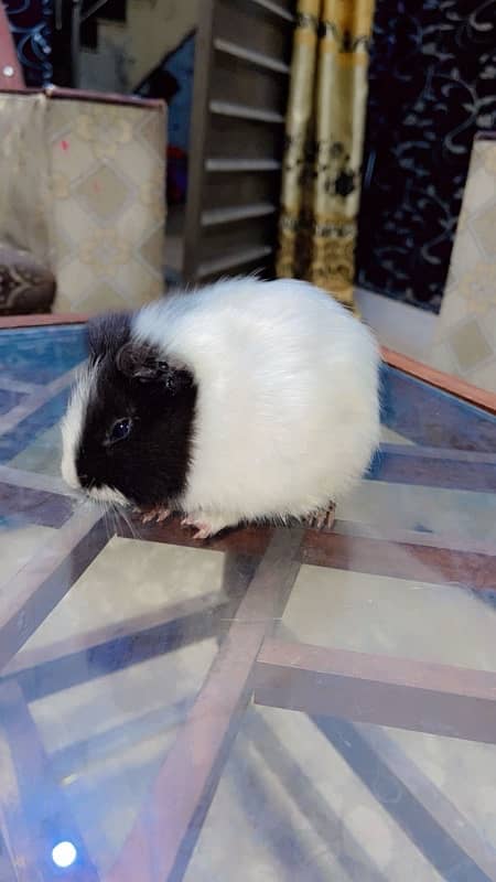 gini pig male for sale 0