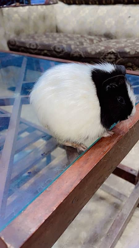 gini pig male for sale 1