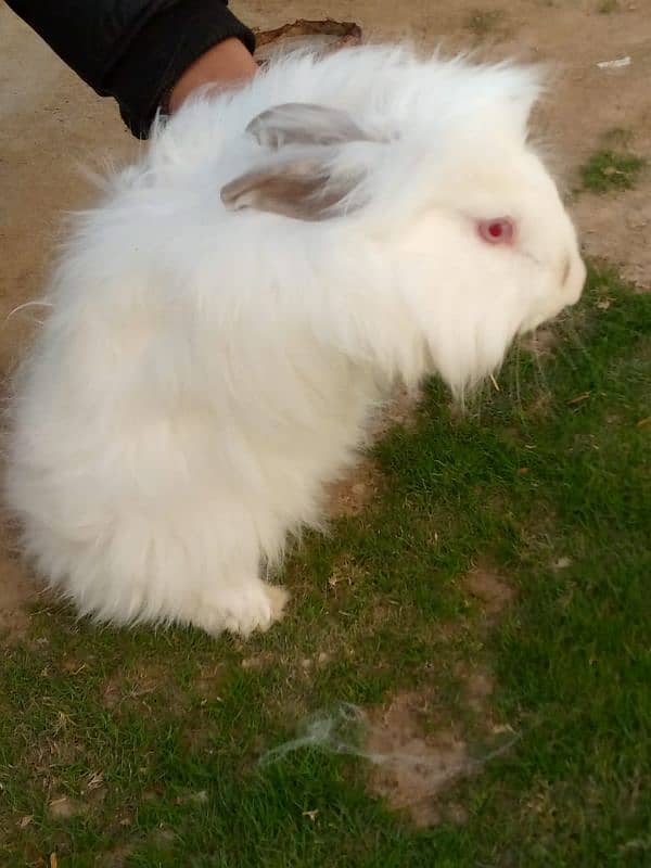 angora rabbit for sale 0