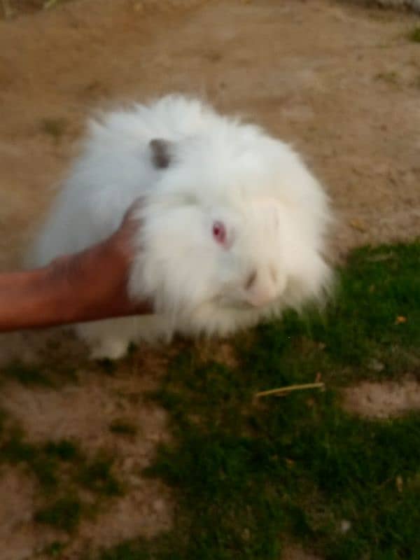 angora rabbit for sale 1