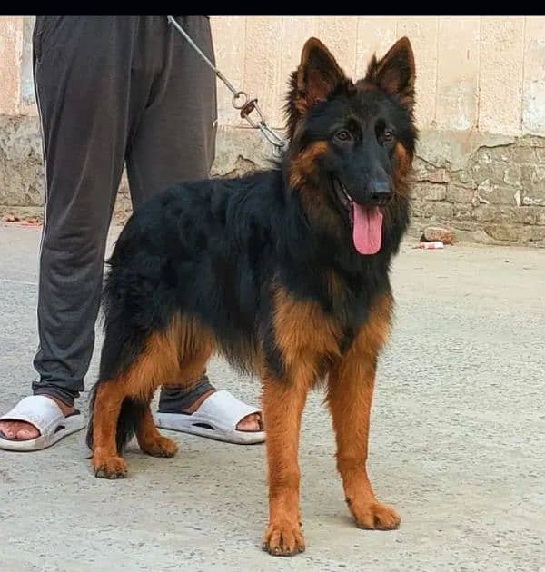 German Shepherd Female 03439277208 Contact Me On WhatsApp Number 0