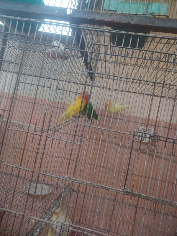 all parrots and pinjare sale 0