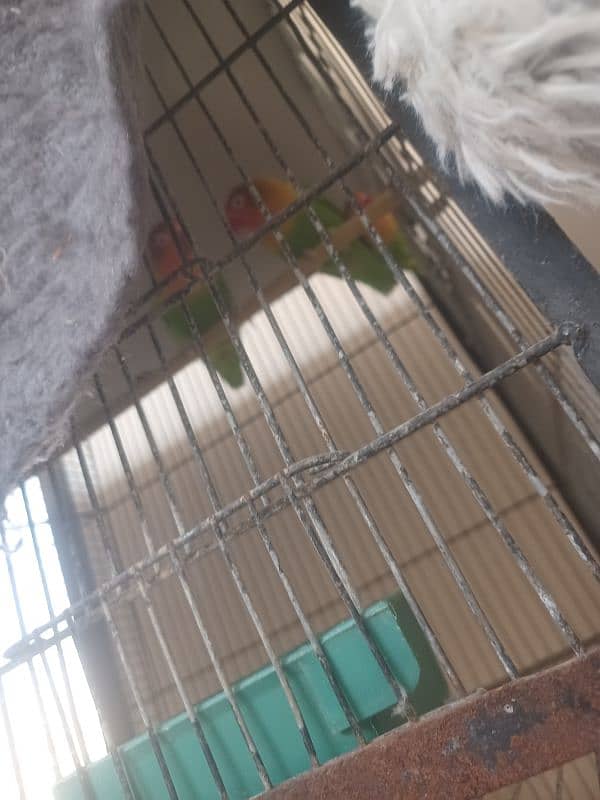 all parrots and pinjare sale 2