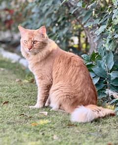 Persian cats pair