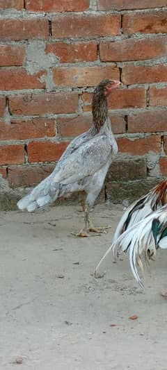 Thai Aseel | Aseel Murgi | Aseel Murgha | Aseel chicks | Hen For sale