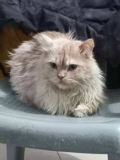 persian male cat for sale