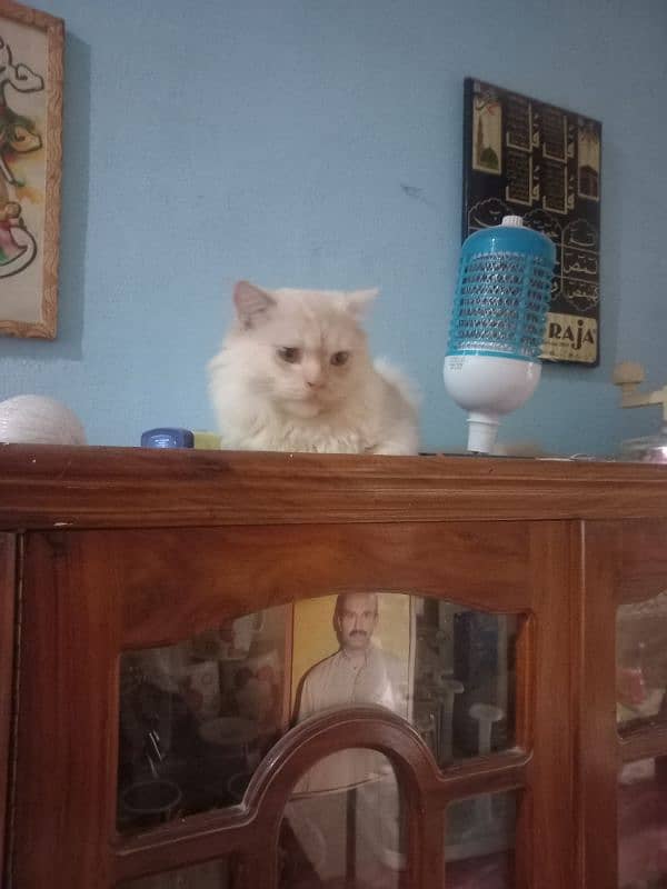 persian male cat for sale 1