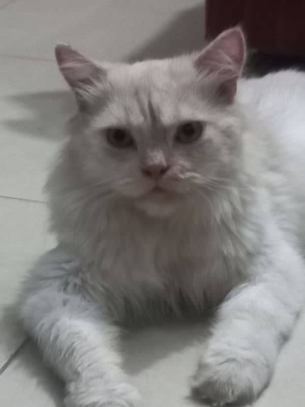 persian male cat for sale 2