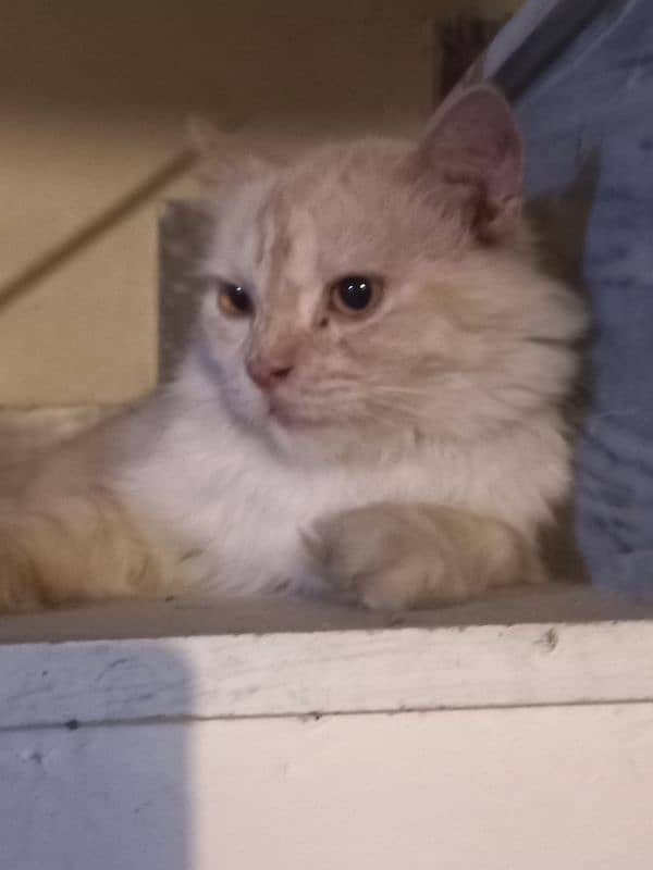 persian male cat for sale 3