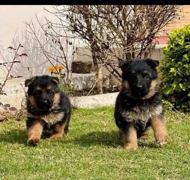 German  shepherd  Male . Female Puppy 03439277208  WhatsApp Number 0