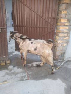 Sherra betal Bakra goat