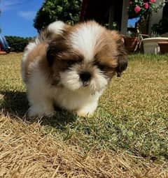 100%  Best high quality Shihtzu available