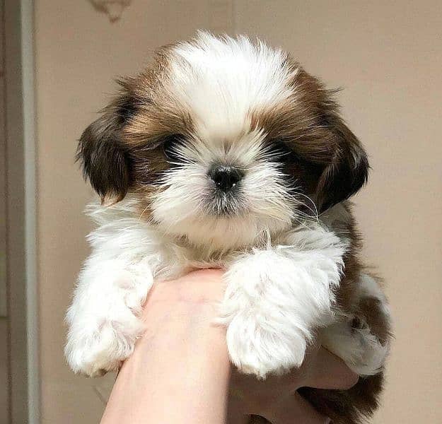 100%  Best high quality Shihtzu available 1