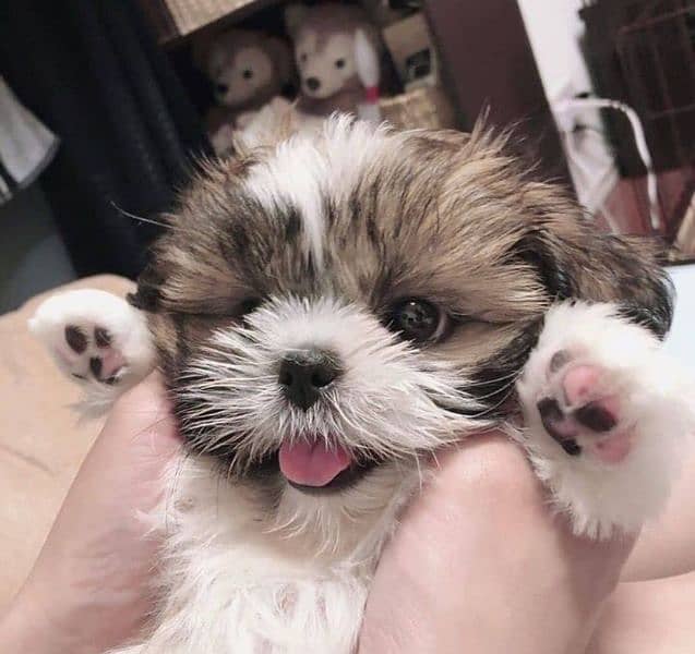 100%  Best high quality Shihtzu available 2