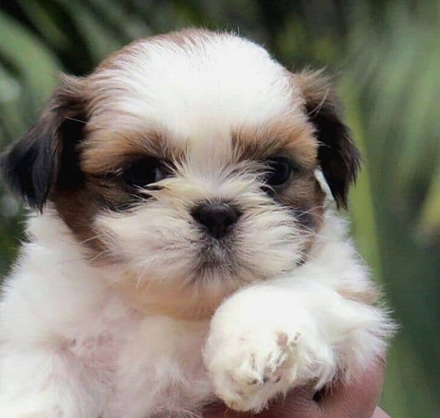 100%  Best high quality Shihtzu available 3