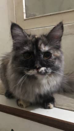 Persian Cat