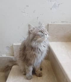 Persian female cat