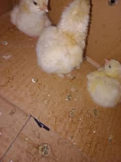 Sindhi Aseel Chicks + White Buff Chicks