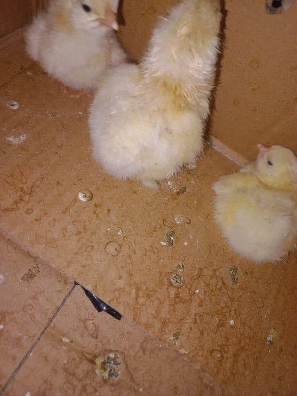 Sindhi Aseel Chicks + White Buff Chicks 0