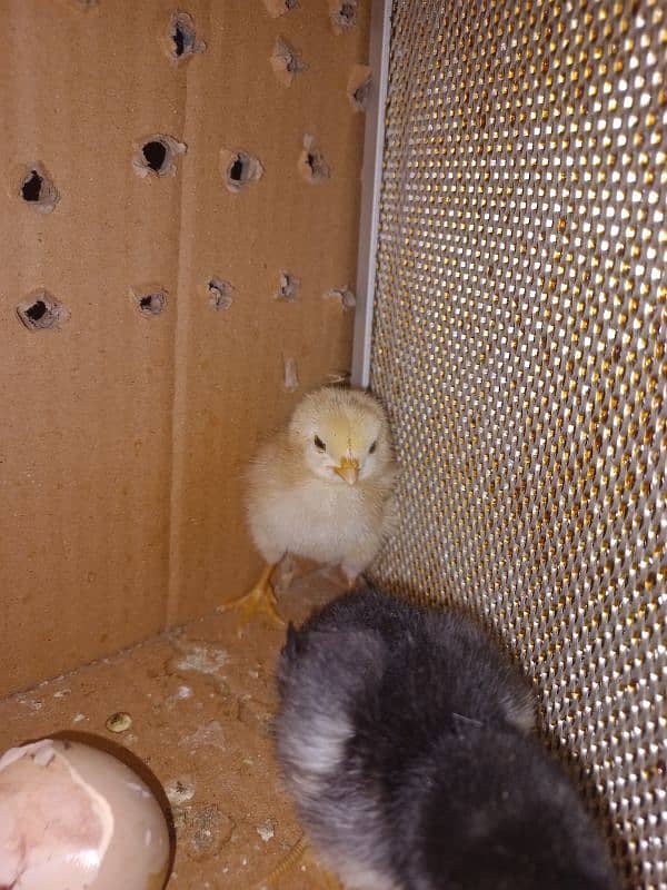 Sindhi Aseel Chicks + White Buff Chicks 1