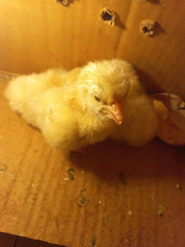 Sindhi Aseel Chicks + White Buff Chicks 2