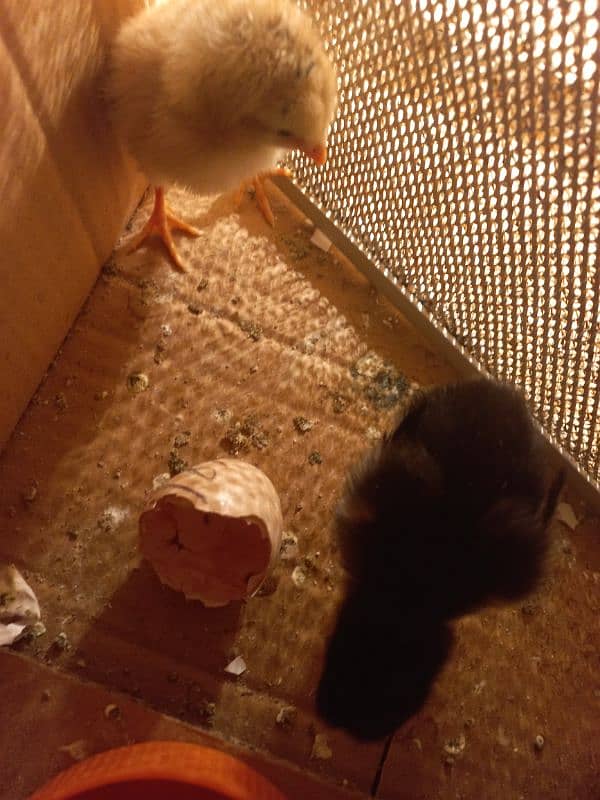 Sindhi Aseel Chicks + White Buff Chicks 3