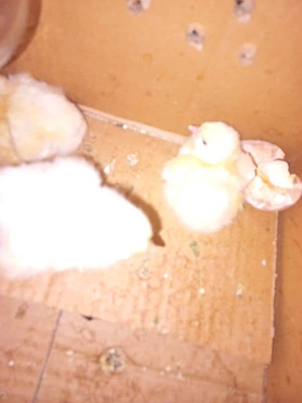 Sindhi Aseel Chicks + White Buff Chicks 4