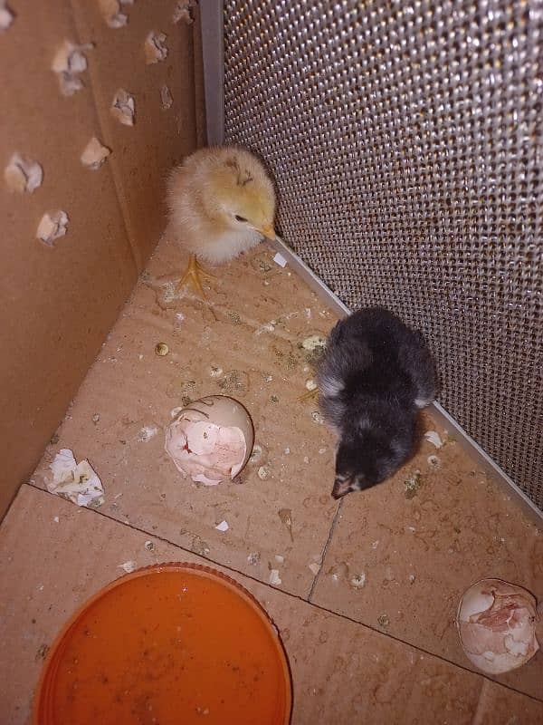 Sindhi Aseel Chicks + White Buff Chicks 5